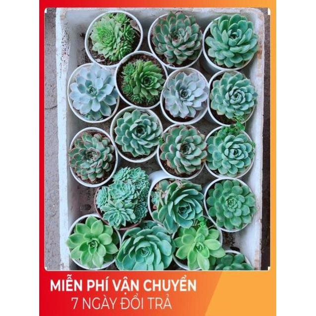 Sen Đá Size Trung Đồng Giá 45k