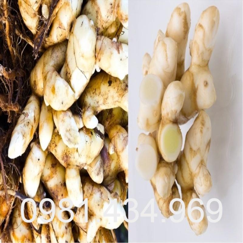 Nghệ Trắng Tươi 01Kg Chuẩn Rừng