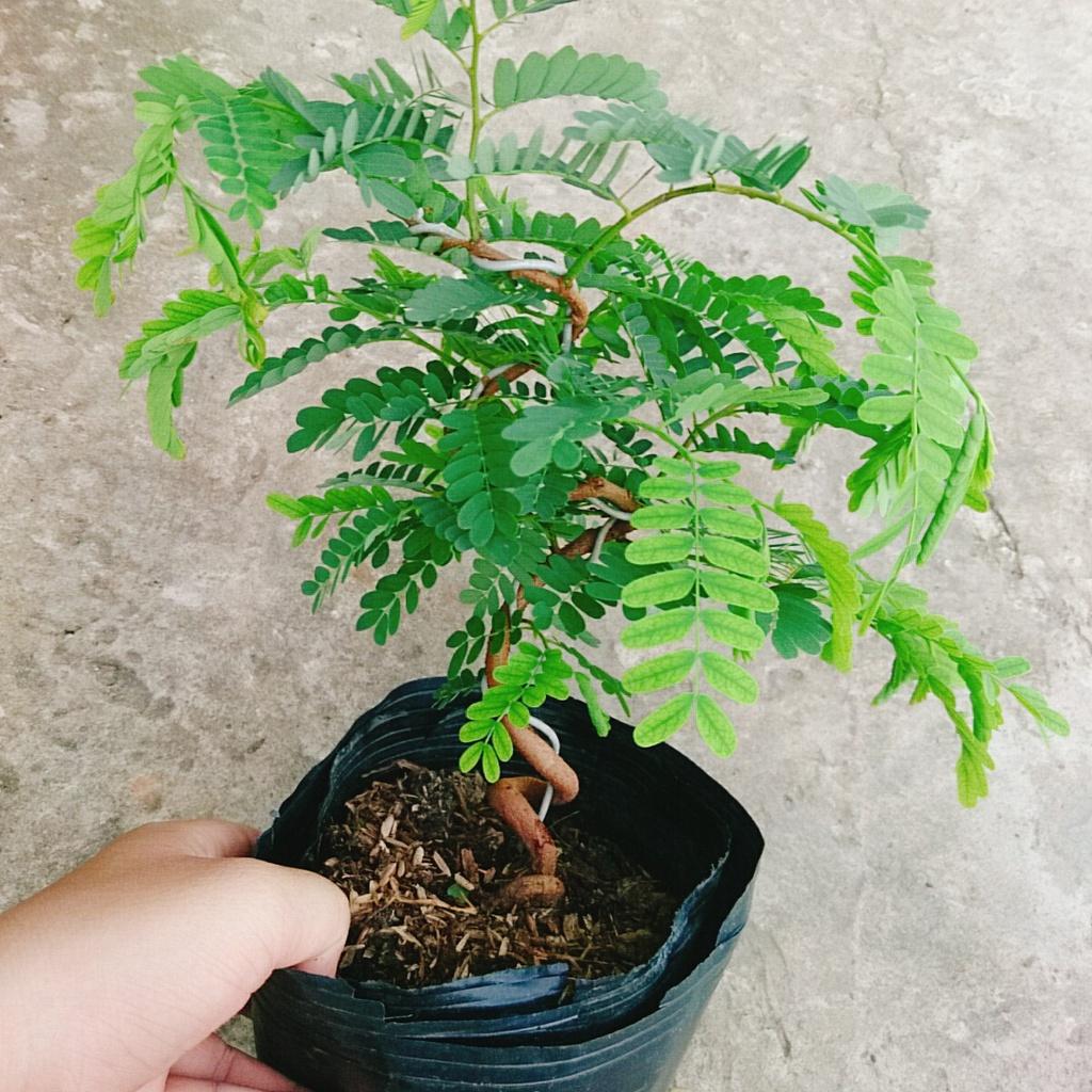 Cây Me Bonsai - cây cảnh bonsai + tặng phân bón cho cây