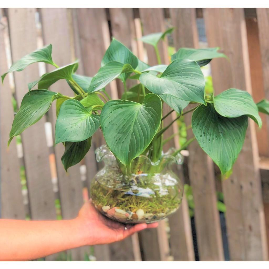 Chậu thủy tinh cây Thanh Tâm thủy canh tặng kèm đá trang trí