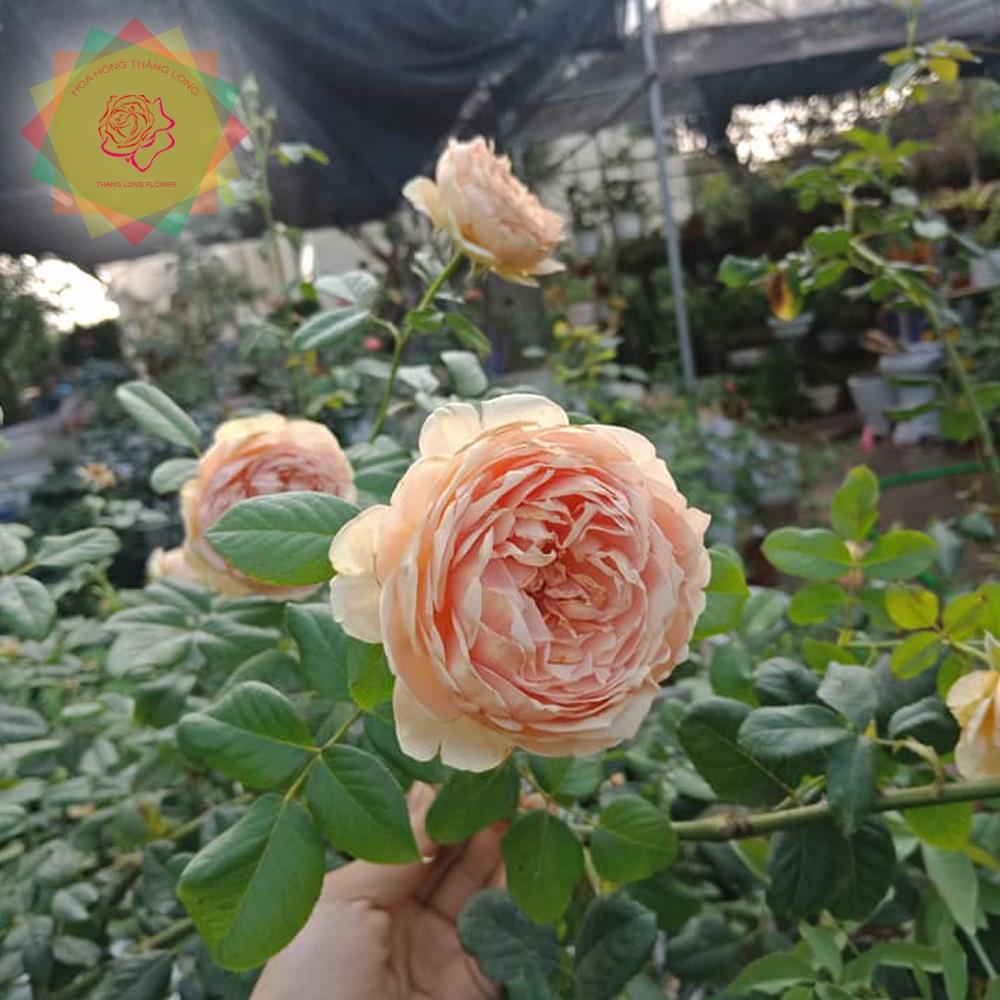 Cây hoa hồng ngoại Masora Nhật (bụi) cam hồng quyến rũ - Hoa Hồng Thăng Long Flower