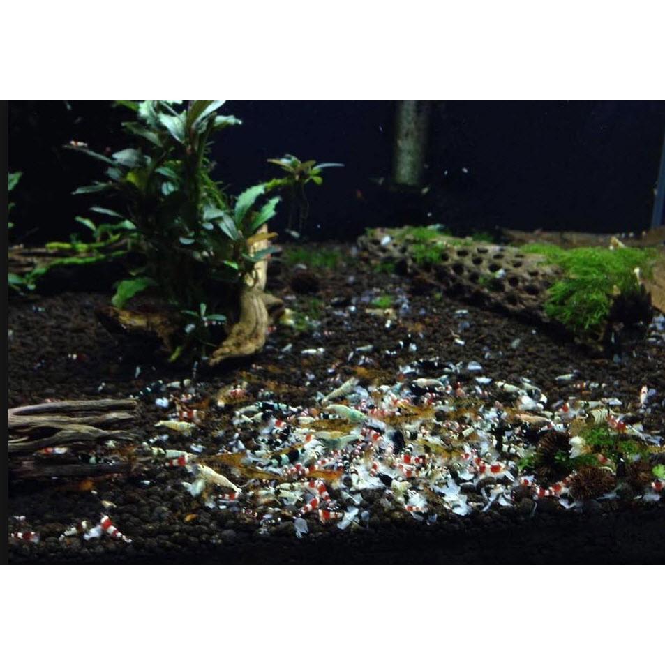 Thức Ăn Vi Sinh cho Tép Cảnh Bee Grows
