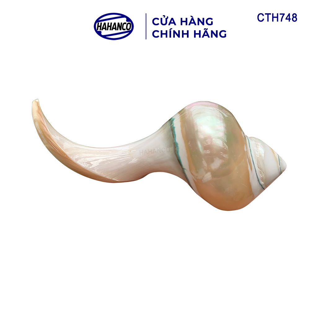 Gác đũa ốc biển New Zealand độc đáo (1 Chiếc) CTH748 - đặc sắc riêng khi bày trên bàn ăn - Nghệ Thuật Ẩm Thực Việt - HAHANCO