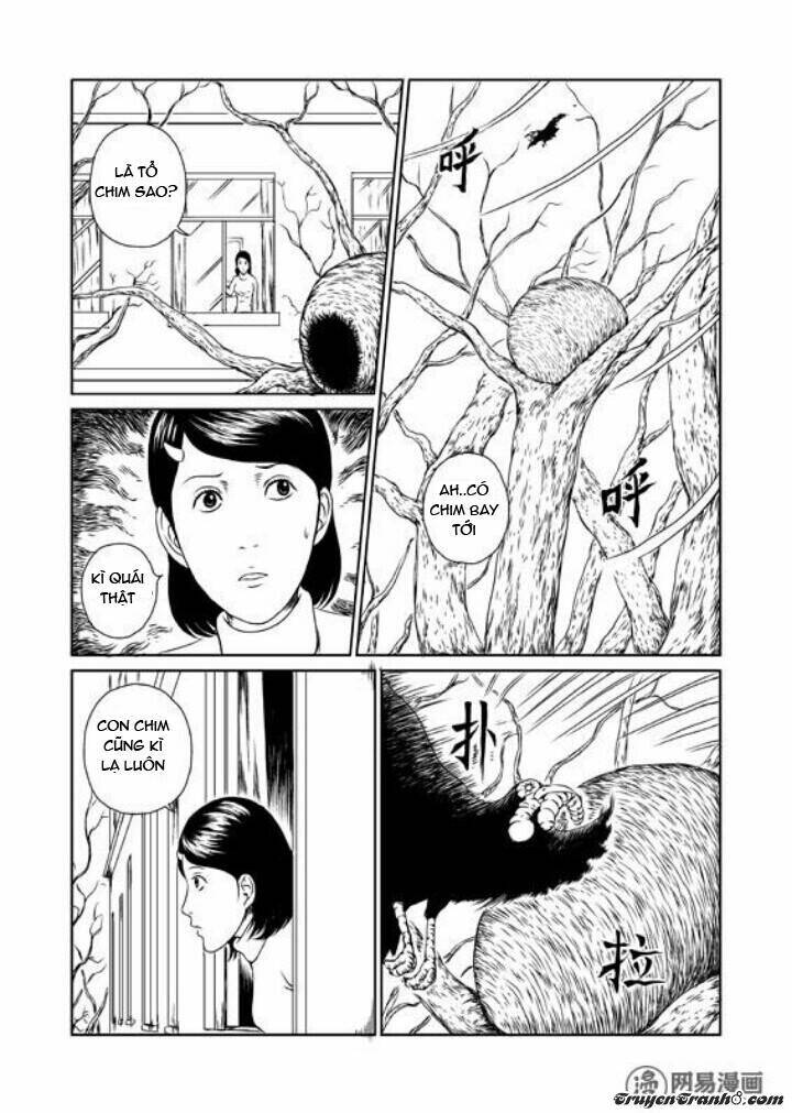 tổ chim chapter 1 5