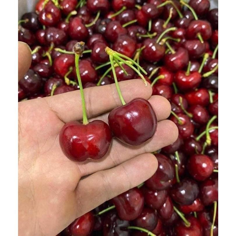 CÂY GIỐNG CHERRY BẦU NHỎ.