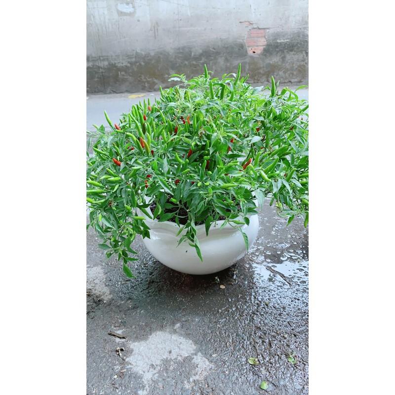 Chậu Cây Ớt Hiểm
