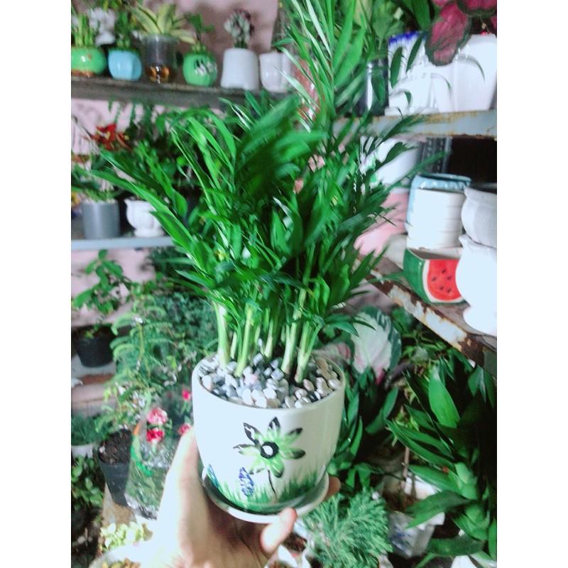 Chậu Cây Cau Tiểu Trâm