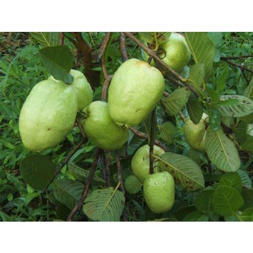 Cây giống ỔI RUỘT ĐỎ KHÔNG HẠT
