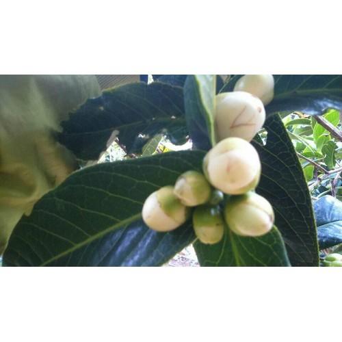 HOA HẢI ĐƯỜNG TRẮNG,HOA HẢI ĐƯỜNG TRẮNG THƠM -LOÀI HOA HIẾM SIÊU ĐẸP,BẦU CÂY SIZE LỚN - CGHHDTHT