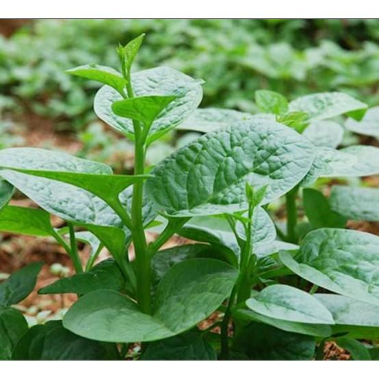 20gr hạt giống mồng tơi cao sản