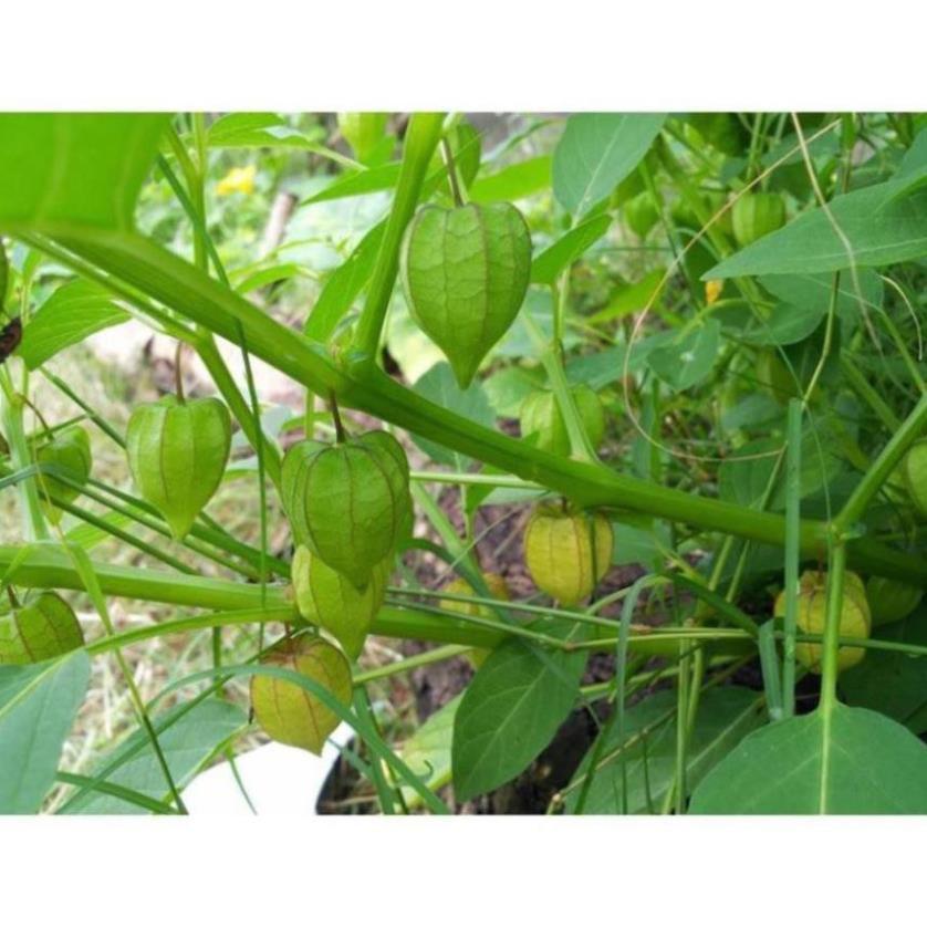 20 hạt giống Thù Lù, Tầm Bóp, Cà chua Lồng đèn (Giống Organic của Việt Nam)