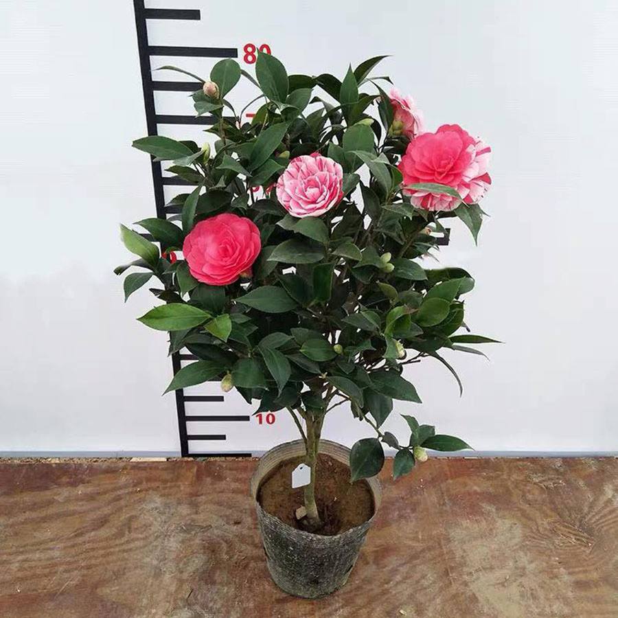 03 Gói Hạt Giống Hoa Trà Mi - Nảy Mầm Cực Chuẩn