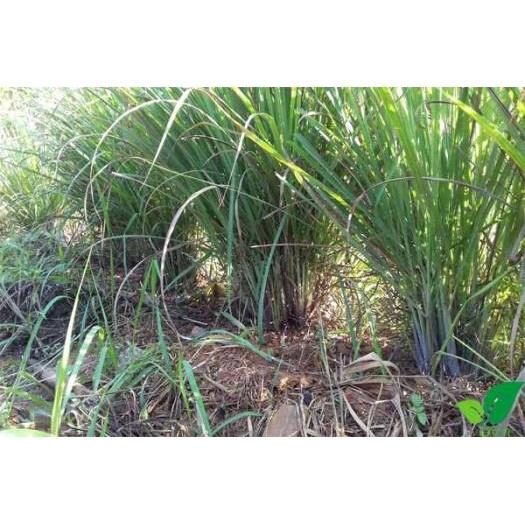 1kg sả tươi sạch bao gồm cả củ, thân và lá - cây nhà trồng