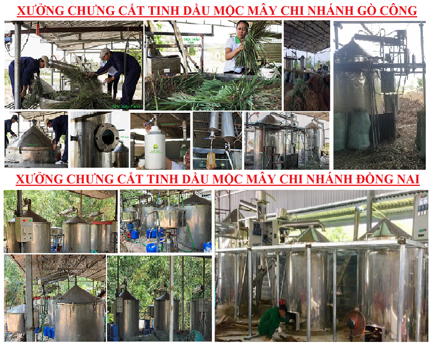 Tinh dầu Gừng 100ml nguyên chất từ thiên nhiên - Mộc Mây