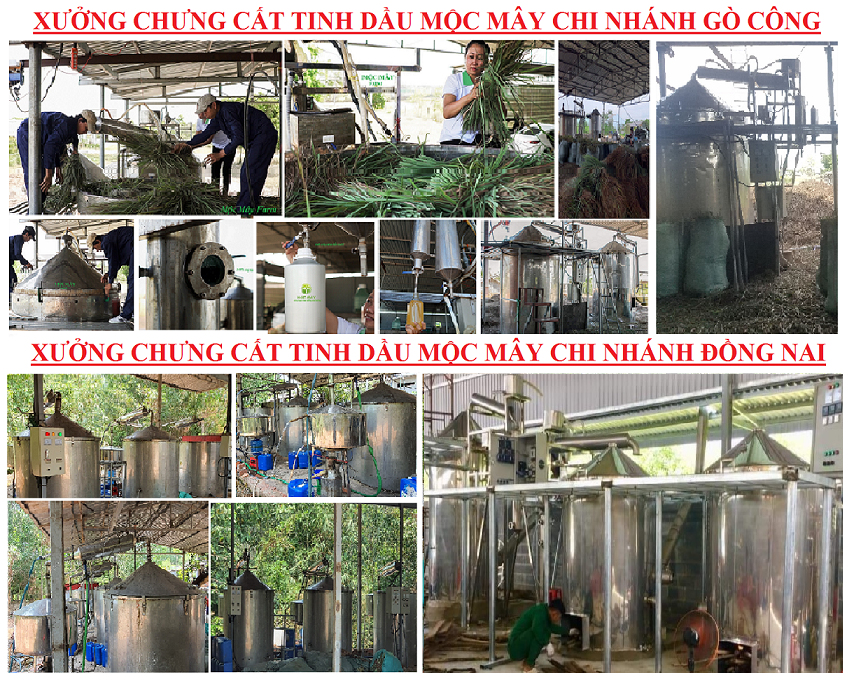 Tinh dầu Đinh hương nguyên chất từ thiên nhiên - Mộc Mây