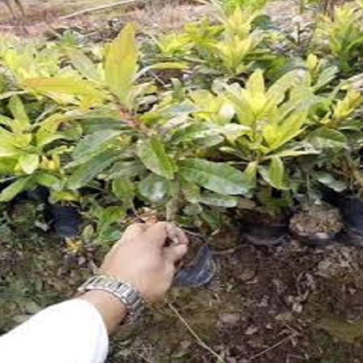 CÂY GIỐNG THANH MAI NHIỆT ĐỚI SIÊU NGỌT, SIÊU QUẢ, SIÊU NĂNG SUẤT,SIÊU KINH TẾ- CAM KÊT GIỐNG CHUẨN F1