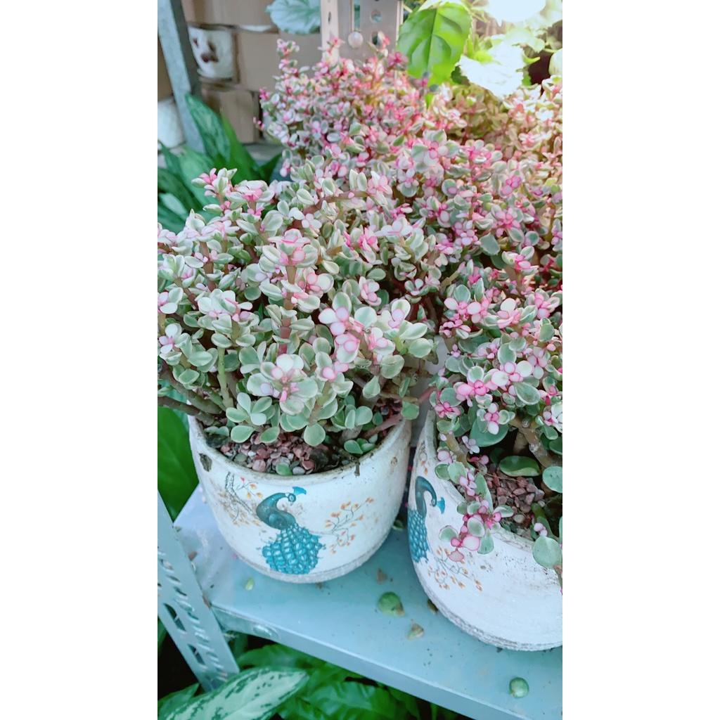 Chậu Cây Cành Vàng Lá Ngọc