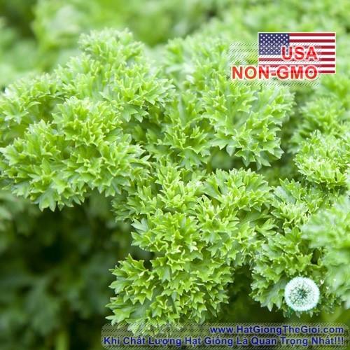 1KG Hạt Giống Ngò Tây Parsley Siêu Xoắn Triple