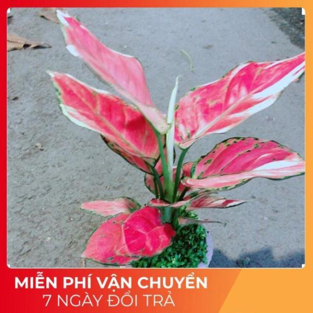 Chậu Vạn Lộc Hồng