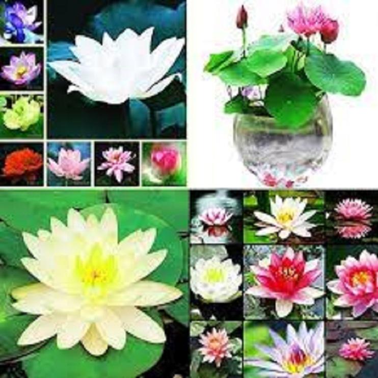 Combo 3 củ sen giống các loại