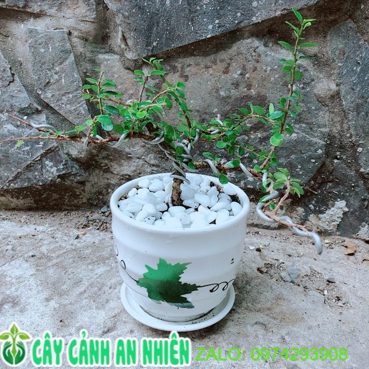 Chậu Cây Sam Núi