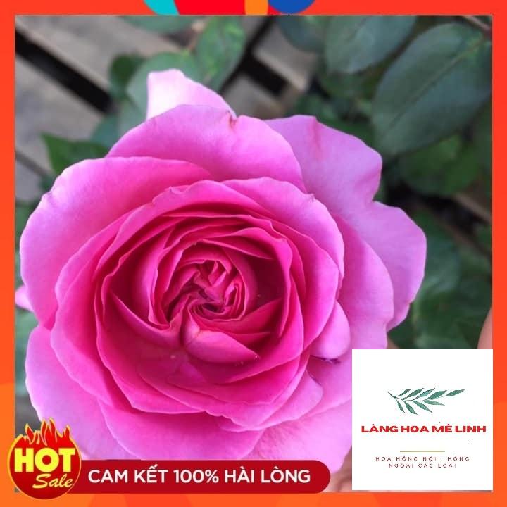 Hoa Hồng Ngoại Bernadette Lafont Pháp - bông to khủng,hương thơm cổ điển