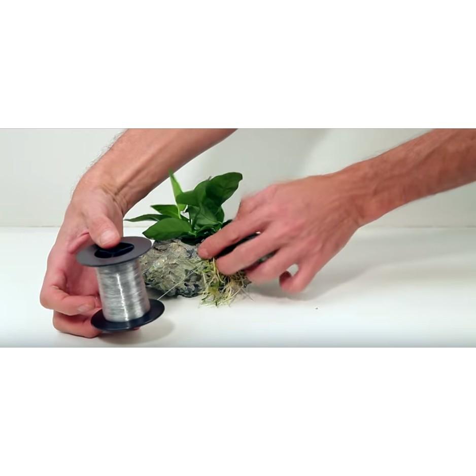 Vỉ mica trồng cây thủy sinh - Ươm Ráy - Bucep - Dương Xỉ - San hô - Khay trồng cây thủy sinh