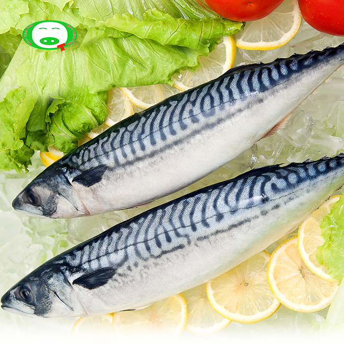 Cá Saba Nauy Nguyên Con Size 400g-600g