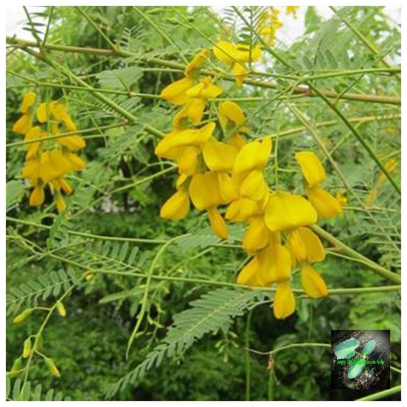Hạt giống bông điên điển, đóng gói 1gr