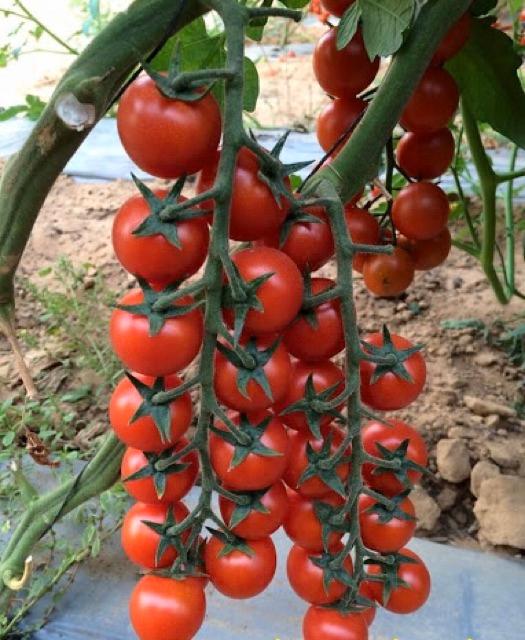 Hạt Giống Cà Chua Bi Đỏ - 50 hạt