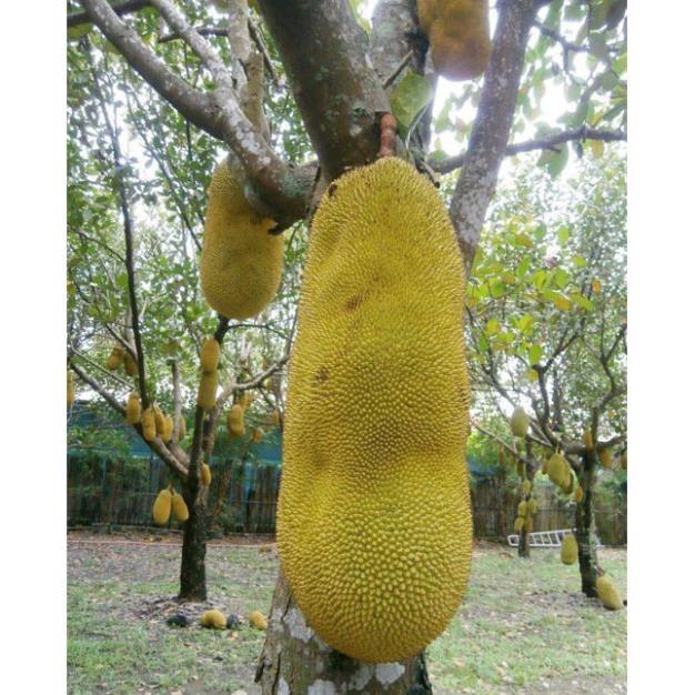 CÂY GIỐNG Mít Trái Dài Malaysia,