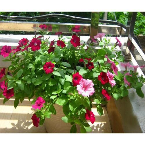 DẠ YẾN THẢO THƠM RỦ F1,DẠ YẾN THẢO THƠM RỦ F1