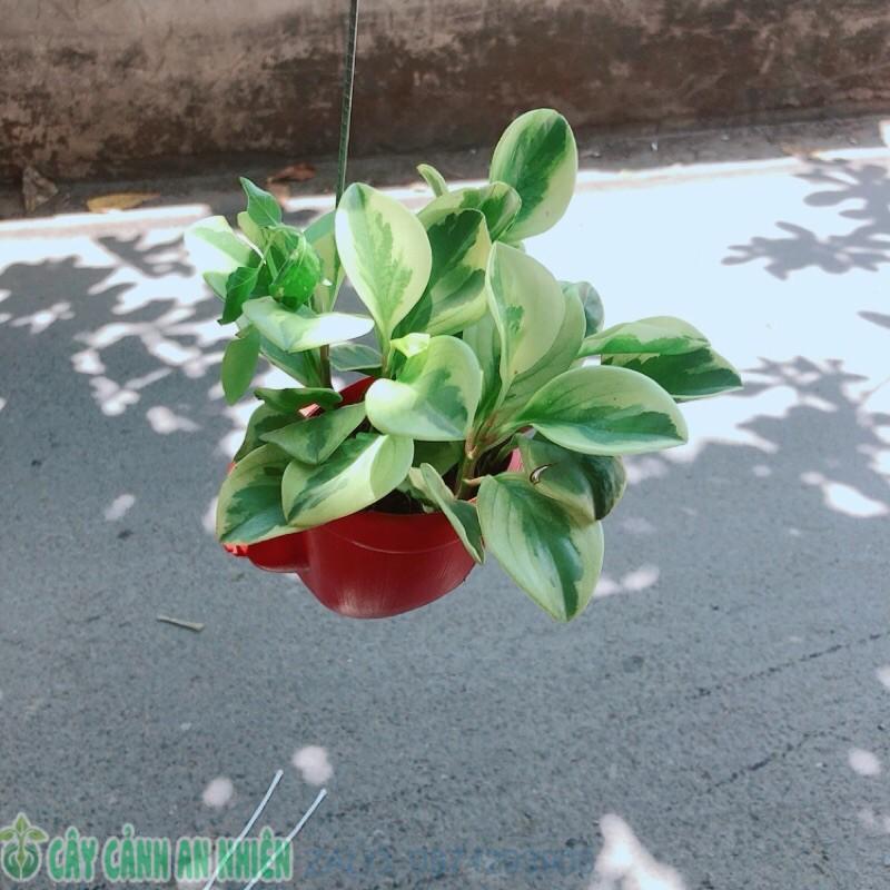 Chậu Cây Trường Sinh