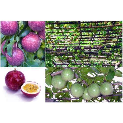 CÂY GIỐNG CHANH DÂY TÍM SIÊU SỚM.