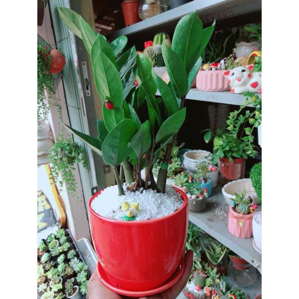Chậu kim tiền thái tiểu cảnh Bán Chạy