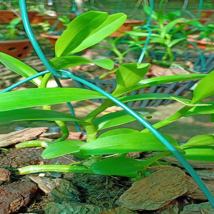 Hoa lan phi điệp - 5ct người đẹp bình dương