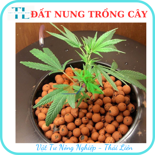 Hạt đất nung trồng cây thái lan, nhiều size, vô trùng, sử dụng lâu dài, trồng sen đá, phong lan, sứ, thuỷ canh