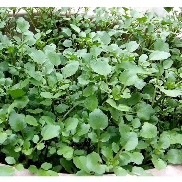 Giống xà lách xoong Mỹ