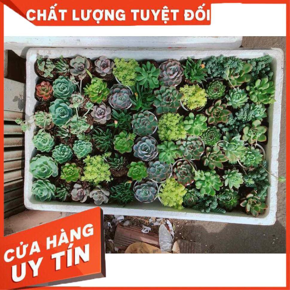 Combo 10 cây sen đá Nhiều Người Mua