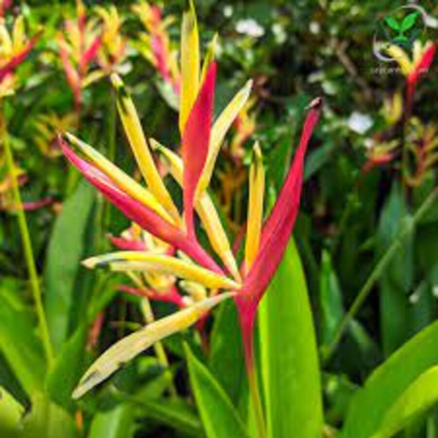 Chuối Thiên Điểu 02 cây Loại 01