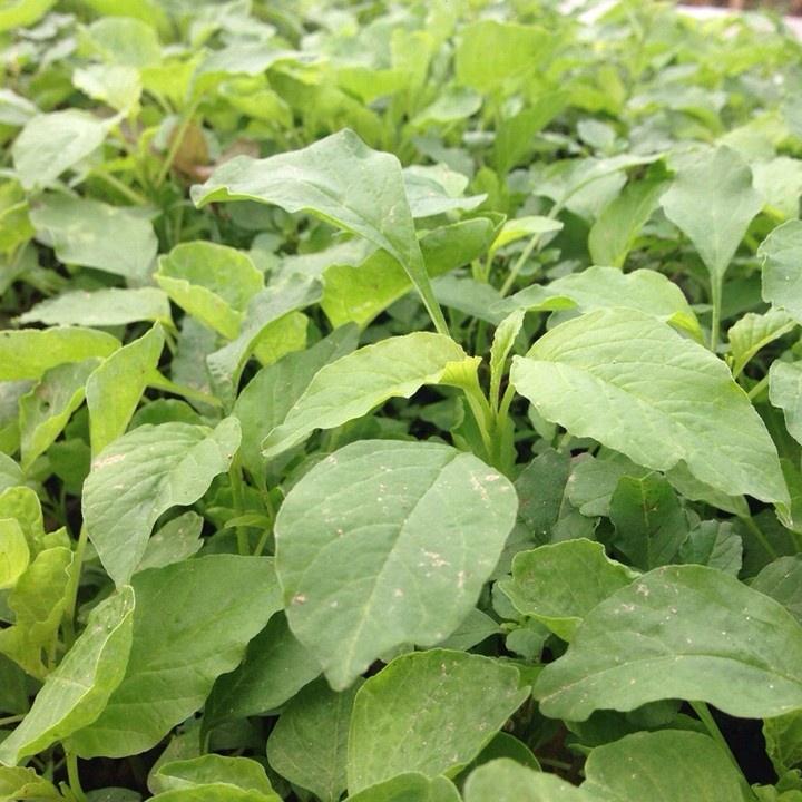 Hạt giống rau dền cơm dể trồng f1-gói 20 gram-tặng kèm gói phân bón lót