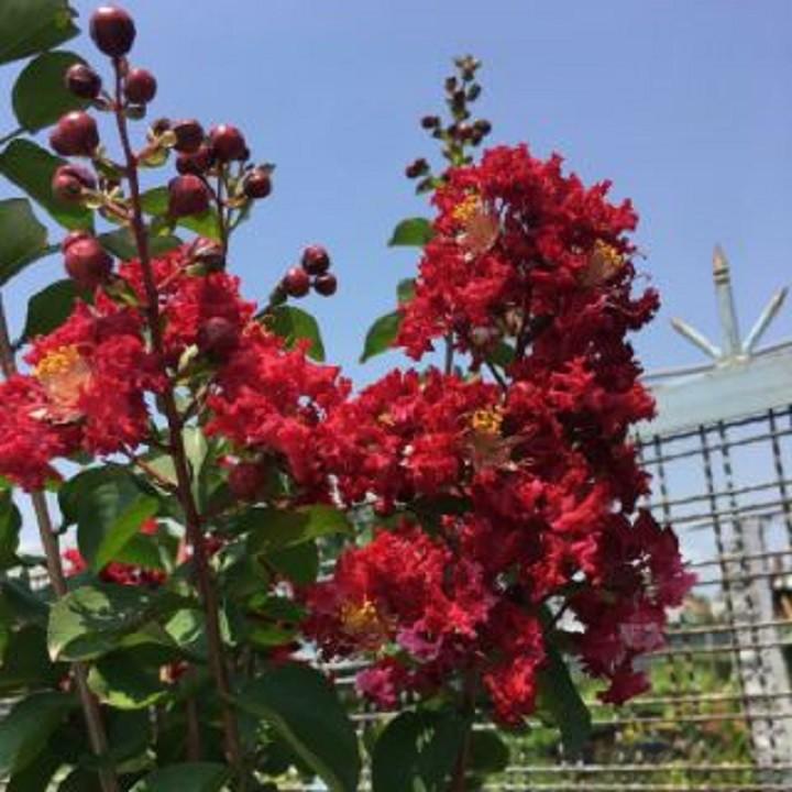 CÂY GIỐNG TƯỜNG VY HUYẾT LONG