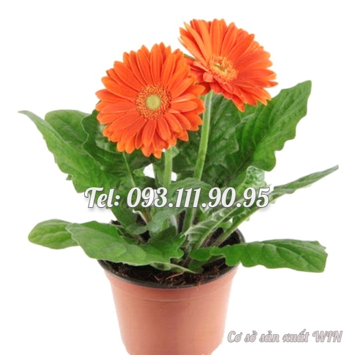 Hạt giống hoa cúc đồng tiền – Bịch 10 hạt – Mã số 1349