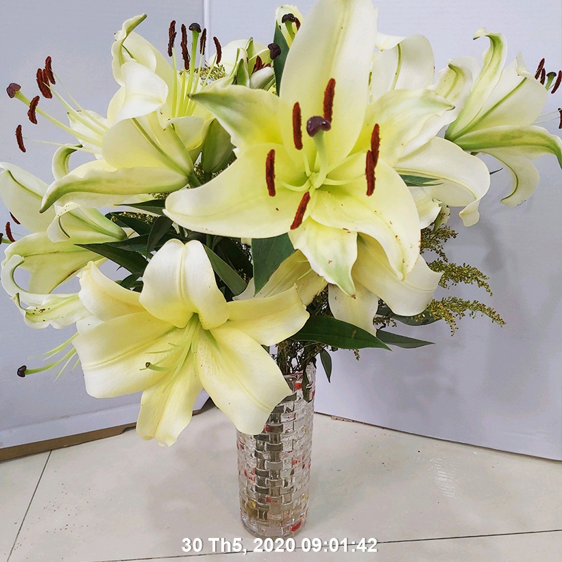 Set 50 gói Bột Dung Dịch Dưỡng Hoa LILY Longlife Nhập khẩu Israel giúp hoa Lily tươi lâu gấp 2 lần, cánh hoa đậm màu và 14 ngày không thay nước cắm hoa