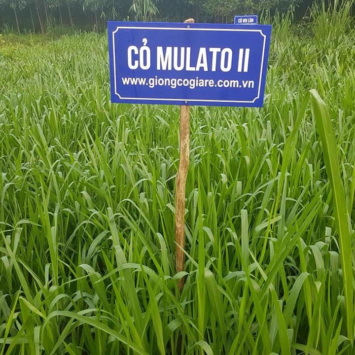 Giống Cỏ Mulato II - Giống Cỏ Chăn Nuôi Năng Suất Cao Chịu Hạn, Chịu Lạnh Tốt