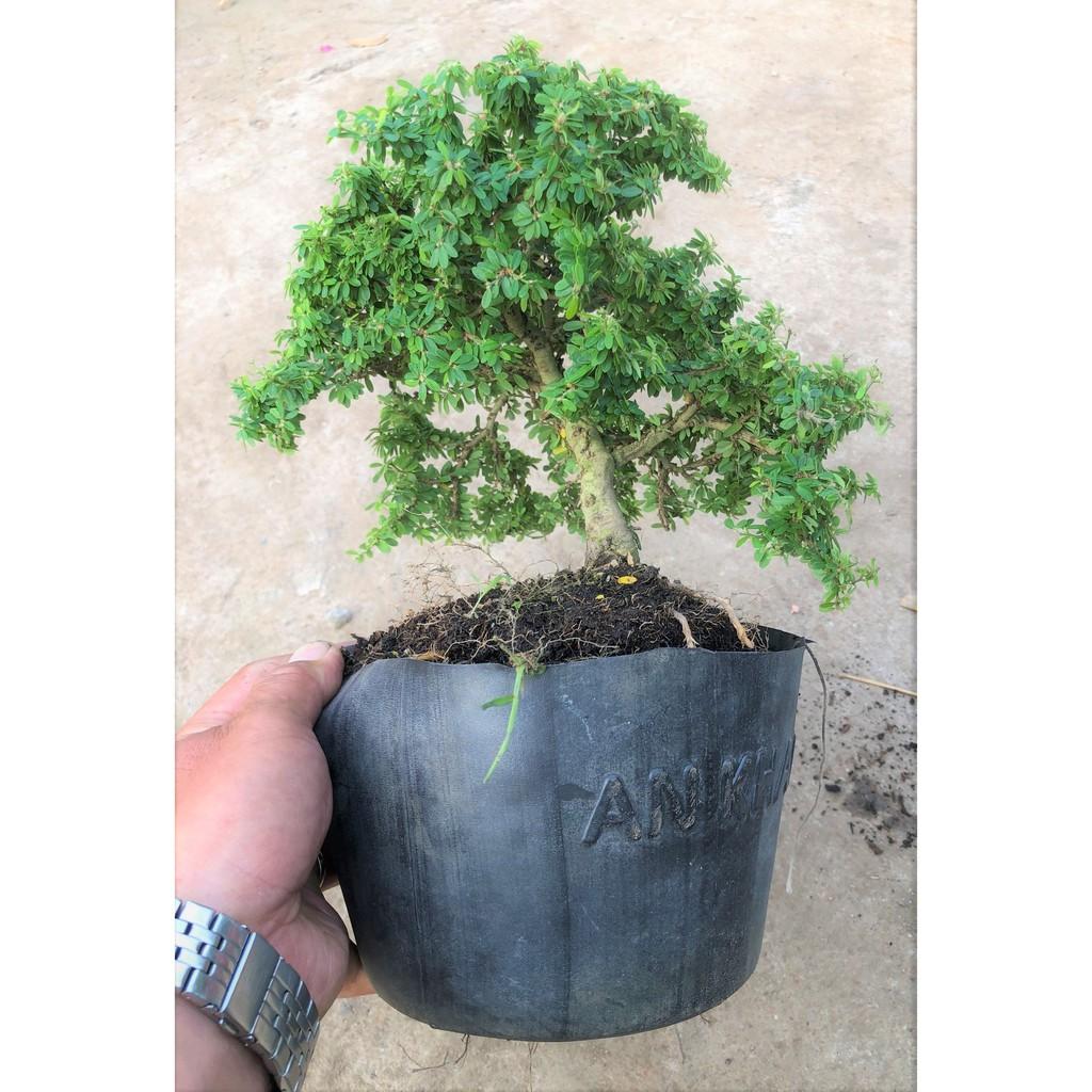 Chậu cây Linh Sam lá nhỏ dáng Bonsai