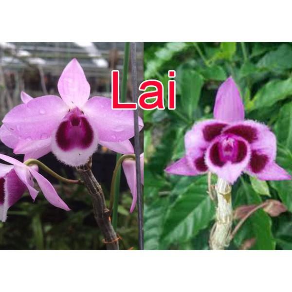 CỐC LAN TRẦM TÍM LAI PHI ĐIỆP GIỐNG ĐỦ LOẠI HÀNG GIEO HẠT TÙY CHỌN + Tặng 01 cây dâu da đất( bòn bon)