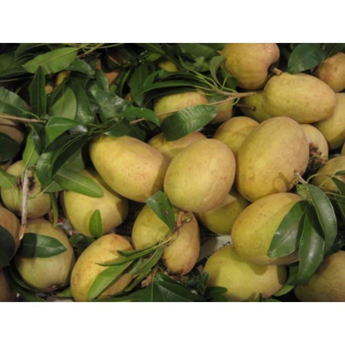 Cây giống hồng xiêm xoài
