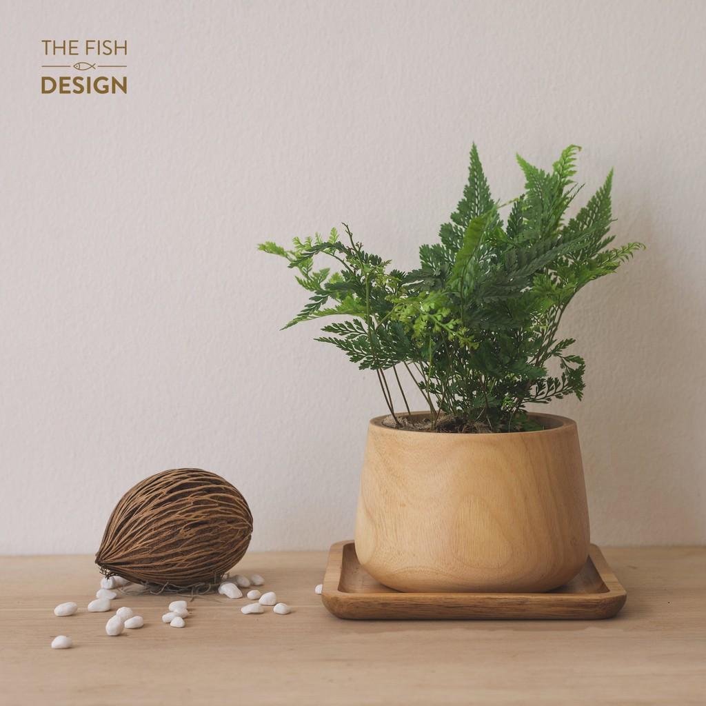 Chậu Cây Dương Xỉ | THE FISH DESIGN size M