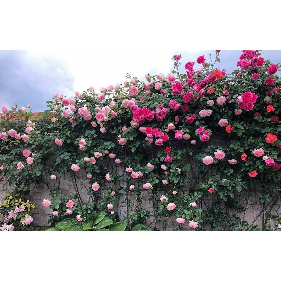 Hạt giống hoa hồng leo pháp mix nhiều màu dễ trồng tuổi thọ cao 150 hạt nhà cửa và đời sống cửa hàng hạt giống uy tín